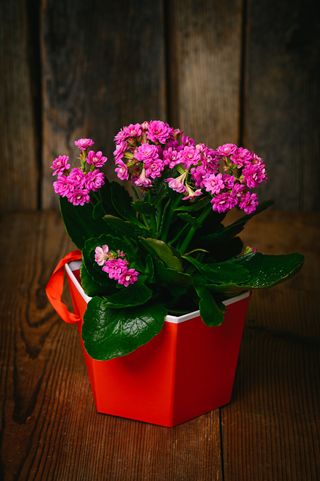 Лилаво каланхое