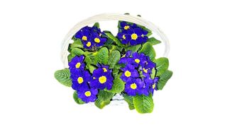 იების კალათა