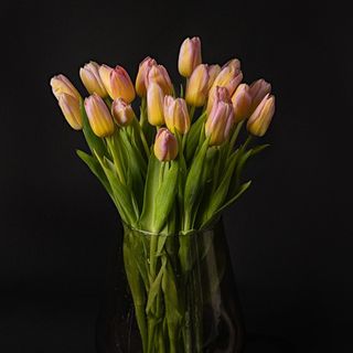 Edition Limitada Sugar Tulipán (10 Tallos)