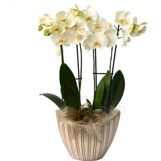 Orchidea 4 rami con vaso in ceramica