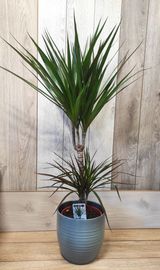 Драцена двойна