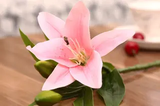Lilium Rosa Unidad