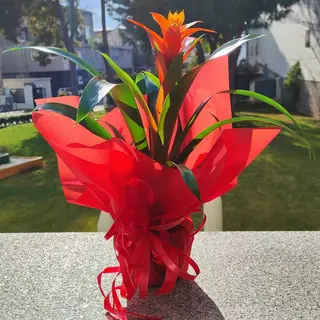 Bromelia 