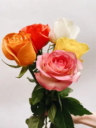5 ფერადი ვარდი