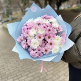 Chrizanthemum (colored)