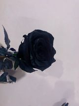 შავი ჰოლანდიური ვარდი