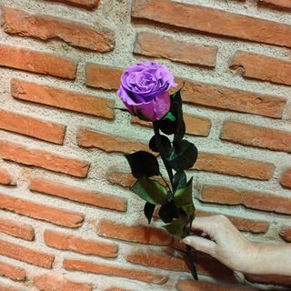 Rosa preservada color lila