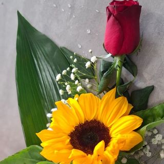 1 Rosa  rossa con 1 Girasole