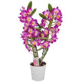 Orhidee dendrobium mov, la ghiveci 