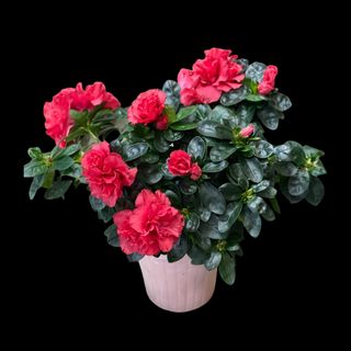 Azalee in vas ceramic