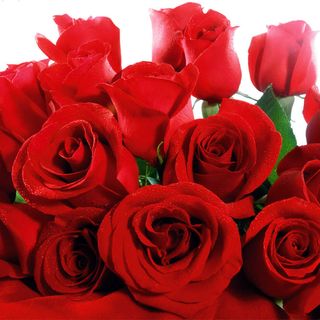 1 Rosa rossa gambo lungo