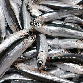 Boquerón Mediterráneo (500 G.) 