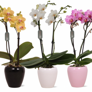 Orquídea de Pitiminí Rosa con Recipiente de Regalo