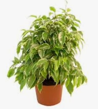 Бенджамин кинки