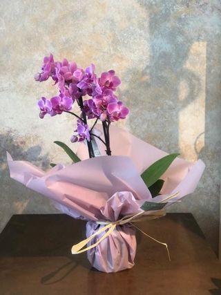 1 Orquídea Mini