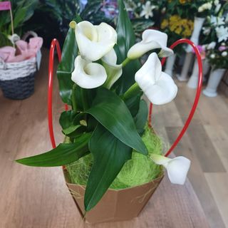 Pianta calla 