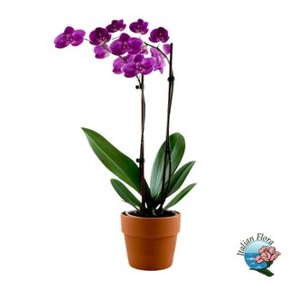 Pianta di orchidea viola 