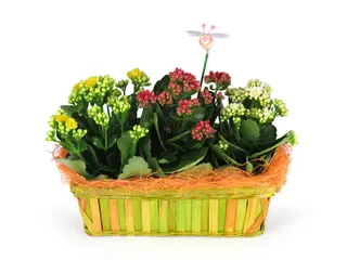 Cesta Plantas Mum