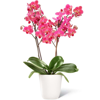 Orchidea Phalenopsis con vaso