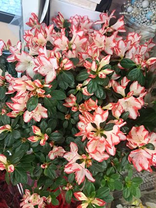 Pianta di azalea media