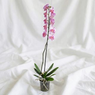 Orquídea Phalaenopsis