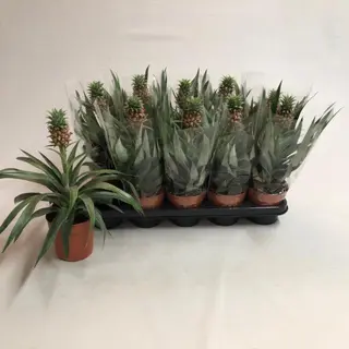 pianta ananas