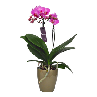 Orchidea con vaso di ceramica