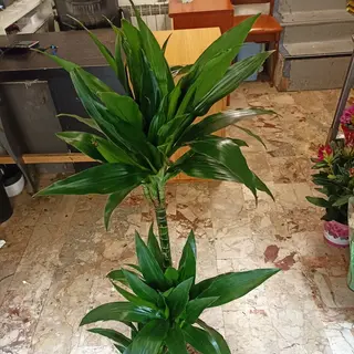 Dracaena grande, 120cm