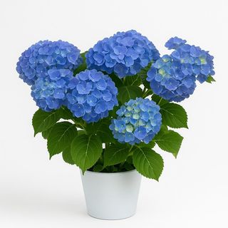 Hortensias Azules Grandes