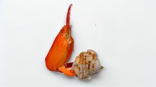 Ura koya roll gamberi