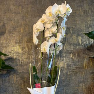 Phalaenopsis+punga transport