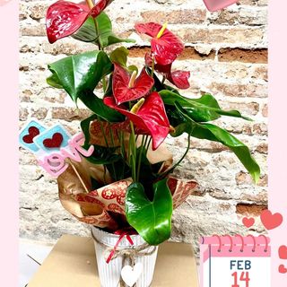 Anthurium XL