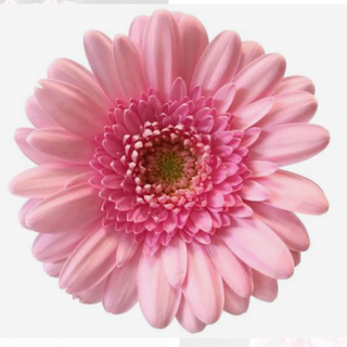 Gerbera rosa 