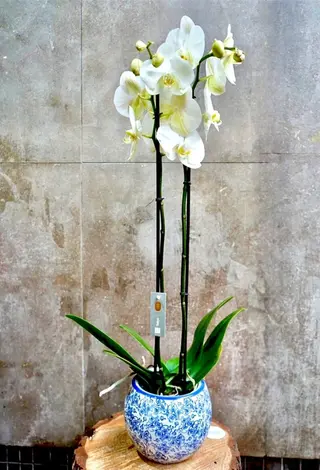 Orquídea Para Regalar