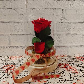 Cúpula Bella y Bestia pequeña 