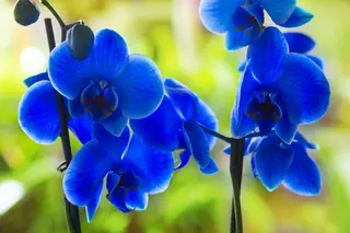 Orchide blue 