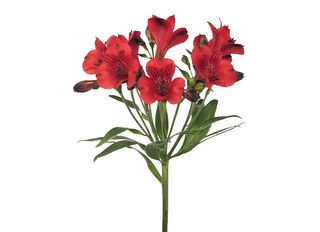 1 Алстромерия, Червена