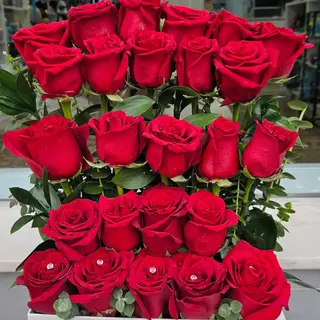 Rosas vermelhas radiante