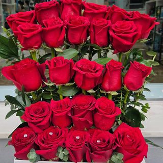 Rosas vermelhas radiante