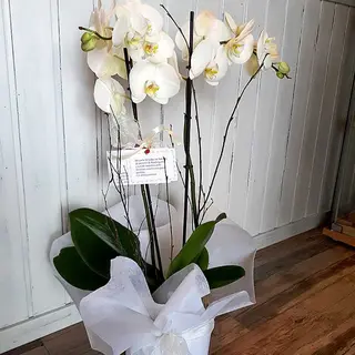 ORQUIDEA con cristal