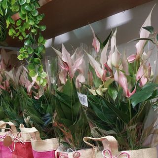 Pianta di anthurium di bellissimo