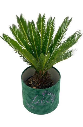 Palmier CYCAS mic