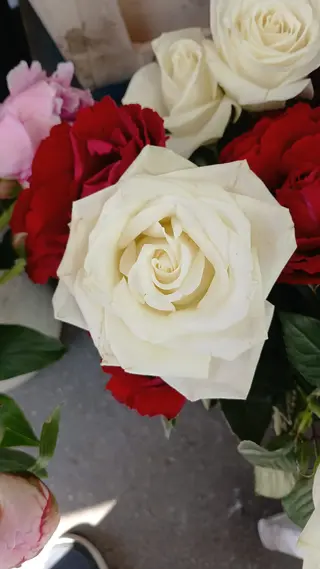 Rosa bianca