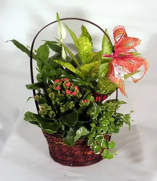 Cesta De Plantas Naturales De Interior