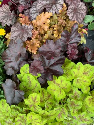 Heuchera
