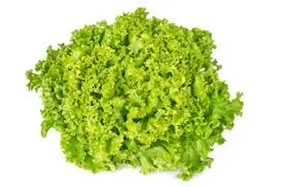 Lollo Verde Ud.