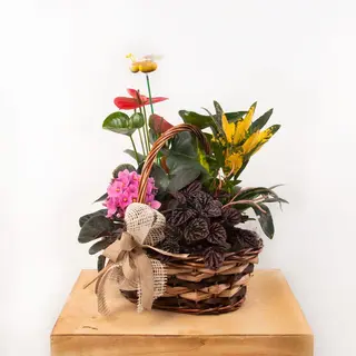 Cesta Plantas "L"