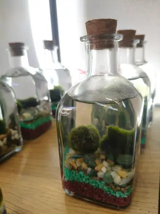 Marimo in bottiglietta piccolo