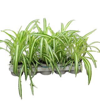 Planta Cinta 