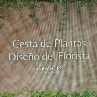 Composición de Plantas Variadas "Capuchinos"